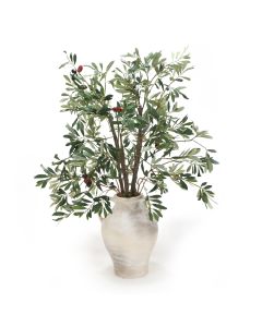 Olive Leaf Plant in Large Earthenware Vase