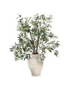 Olive Leaf Plant in Large Earthenware Vase