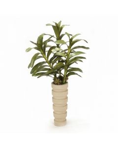Dendrobium Plant with Succulents in Tall Planter
