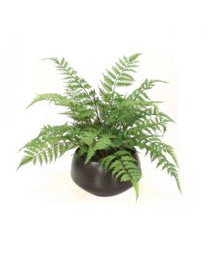 Forest Fern in Round Planter