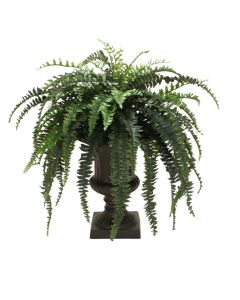 Boston Fern in Large Classic Urn