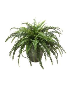 1951 - Boston Fern in Larg Black Orb Planter