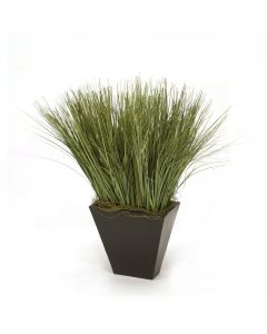 Tall Fountain Grass in Tapered Planter