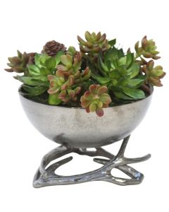 Mixed Succulents in Black Nickel Deer Horn Bowl
