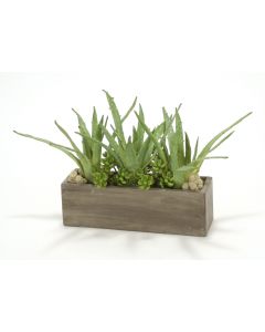 Aloe, Succulents in Rectangle Concrete Box