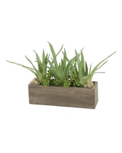 Aloe, Succulents in Rectangle Concrete Box