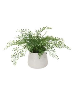 Maiden Hair Fern in White Container