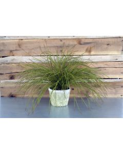 Clay Pot with Olive Grass