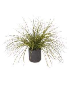 Onion Grass in Black Wash Pot