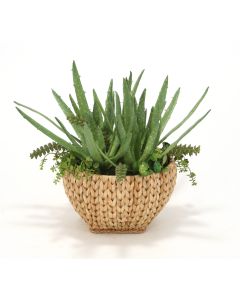 Aloe in Sea Grass Basket