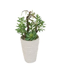 Succulent Garden in White Layered Pot