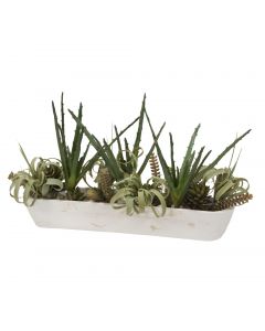 Succulent Garden in White Wooden Trough