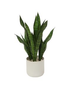 Sanseveria Plants in White Planter