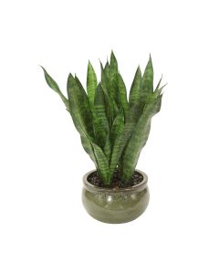 Sanseveria Plants in Green Stoneware