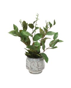 Basil and Salix in White and Blue Container