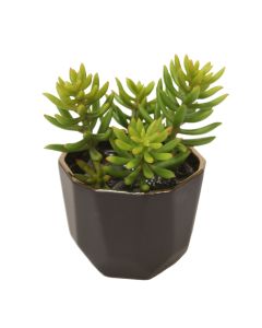 Succulents in Small Benito Pot  (Pack of 2)
