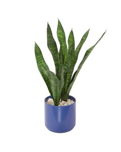 Sanseveria Plants in Blue Pot