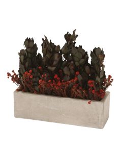 Winter Eye Young Merlot with Cotton Phylica in Window Concrete Planter