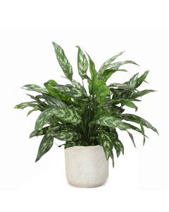 Silver Queen Floor Plant in Grey Planter