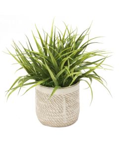 Vanilla Grass in Beige Planter