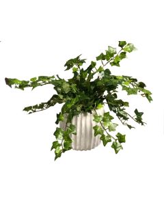 Mini Ivy in Haven White Planter (Set of 3)