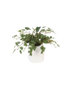 Mini Ivy in Haven White Planter (Set of 3)