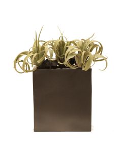 Tillansia in Metal Cubist Planter