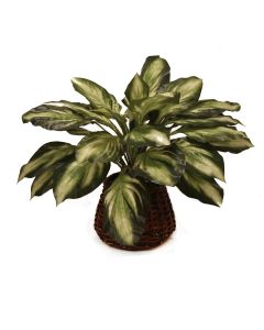 Hosta Plant in Stained Rattan Basket