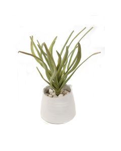 Agave in Layered White Pot