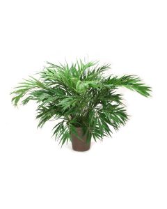 Parlor Palm Plant in Stoneware Planter