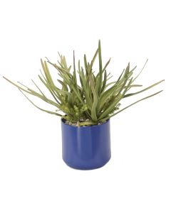 Succulent Garden in Blue Planter