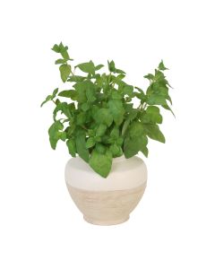 Green Herbs in Cream White Textured Container