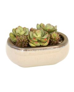 Mixed Succulents in Taupe and Bronze Planter