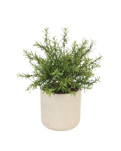 Rosemary Bush in Grey Planter