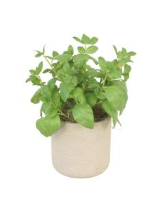 Basil in Grey Planter