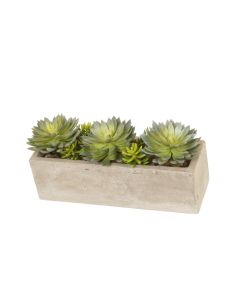 Sword Succulents in Concrete Window Box