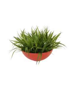 Grass in Red Bowl