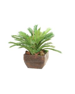Cyas Palm in Antique Wood Planter