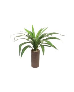 Dracena in Brown Textured Ceramic Vase