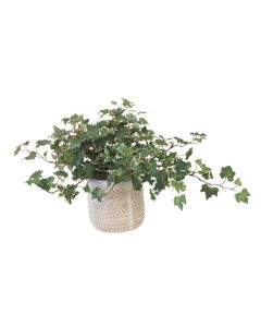 Variegated Mini Ivy in Wheatfield Planter