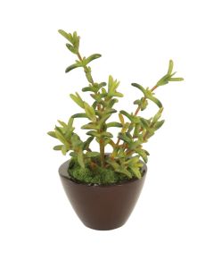 Campfire Succulent in Dark Brown Round Planter