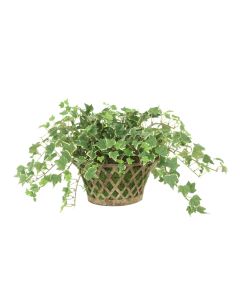 Varigated Ivy in Metal Open Weave Basket