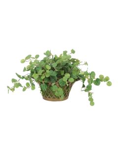 Pilea Greenery in Metal Open Weave Basket