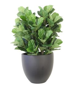 Fiddle Leaf Planting in Oval Container