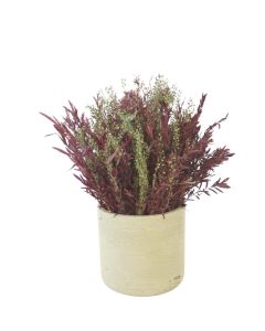 Dried Lepto in Green Container