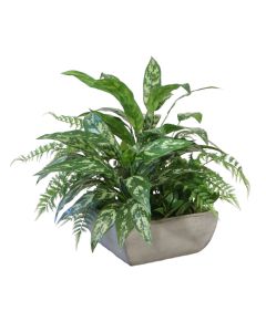 Silver Queen Mixed with Forest Fern in Concrete Square Planter