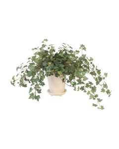 Ivy in White Planter with Saucer