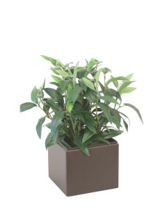 Ruscus Foliage in Dark Brown Planter Box