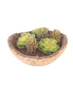 Mixed Succulent Garden in Cork Oval Planter