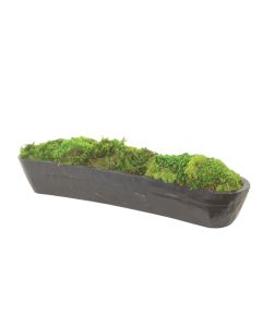 Mood Moss in Black Planter